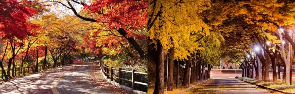 남산공원 북측순환로(왼쪽) 보라매 공원(오른쪽). 지난해 서울시 아름다운 단풍길 사진공모전 수상작 / 서울시 제공