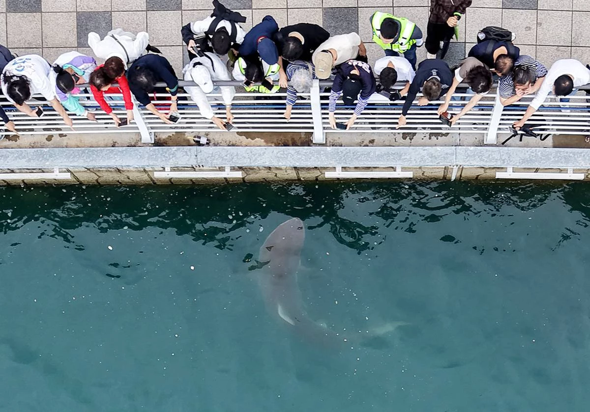 '부캉아 안녕' / 뉴스1
