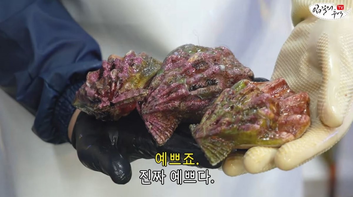 알록달록한 무늬의 고랑가리비. / 유튜브 '입질의추억TV jiminTV'