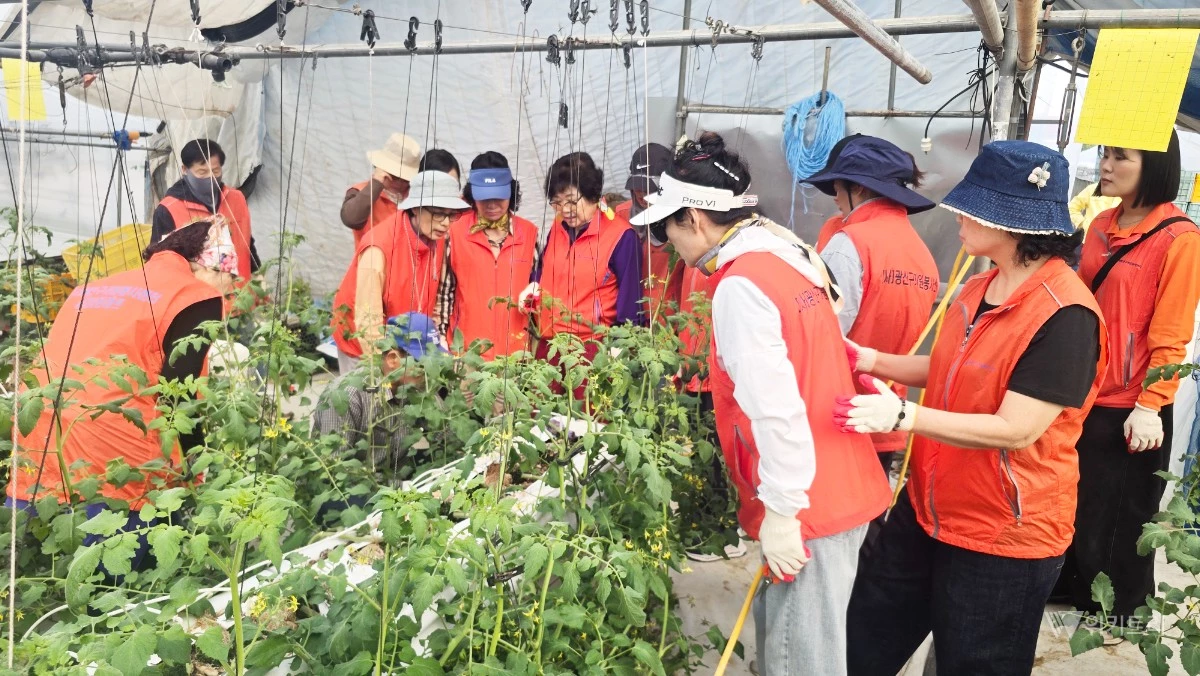 광산구자원봉사센터(이사장 박병기)는 10월 16일 동 자원봉사캠프 소속 자원봉사자 40여 명이 참여한 가운데 농촌 일손 나누기 연합활동을 진행했다. / 광산구자원봉사센터