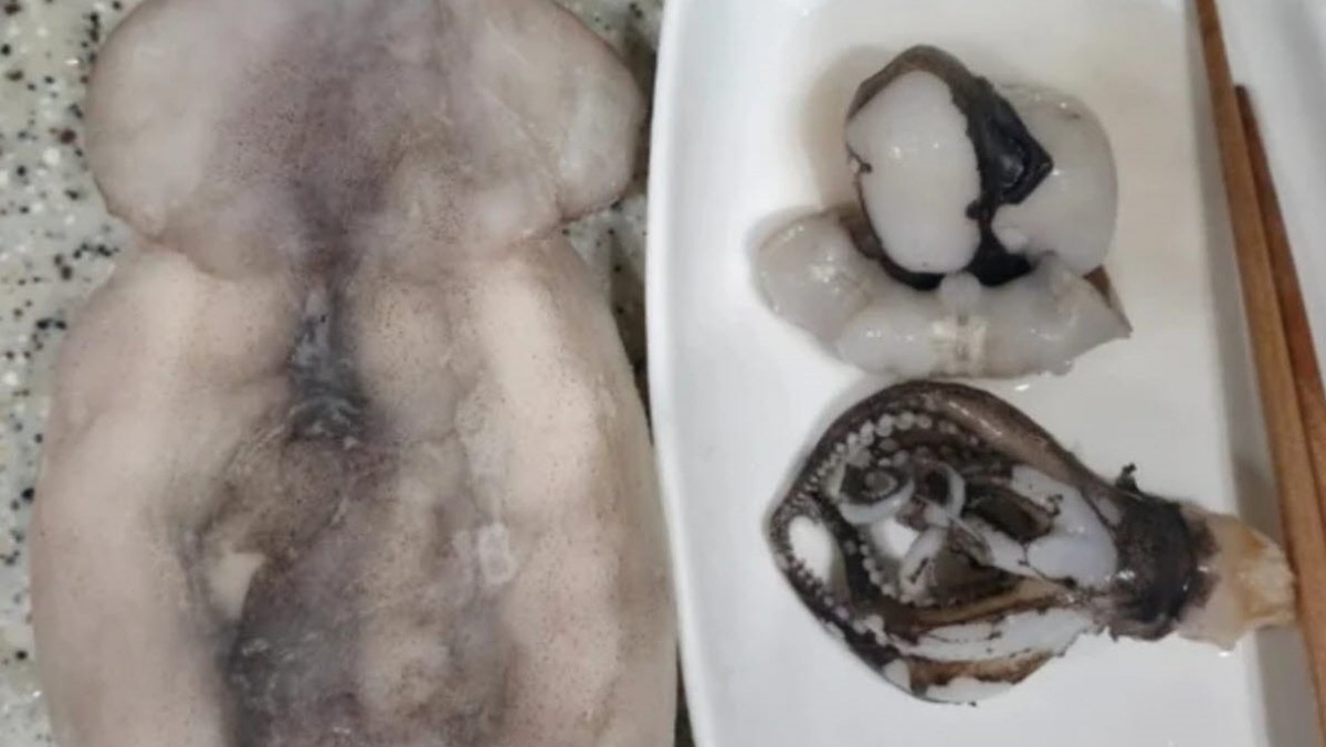 냉동 오징어 데쳤을 뿐인데 충격…모두 놀라게 한 '사진 한 장', 무슨 일