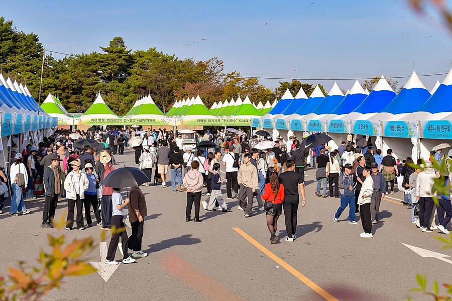 '악천후에도 인삼 8.3톤 완판' 파주개성인삼축제, 흥행 마무리
