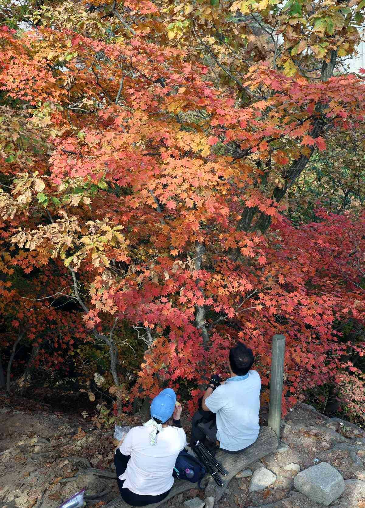 서울 북한산국립공원의 단풍이 절정에 이른 모습. / 뉴스1