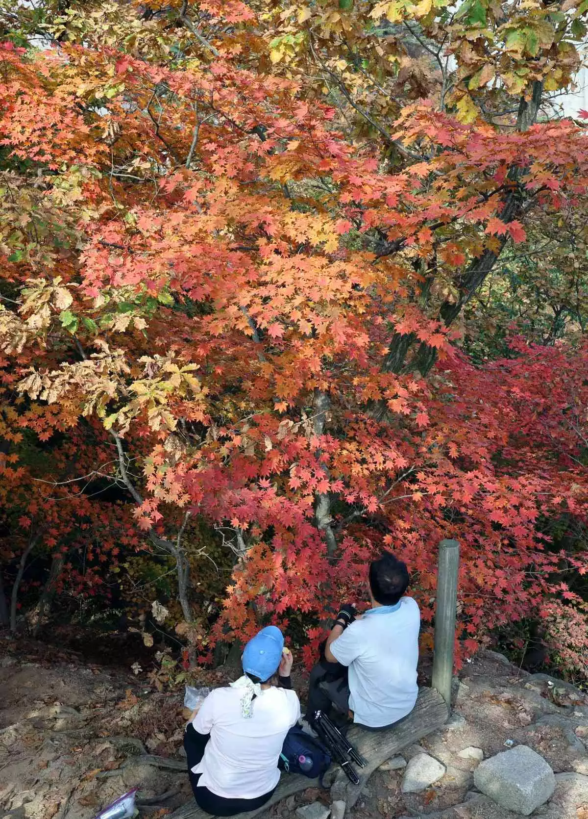서울 북한산국립공원의 단풍이 절정에 이른 모습. / 뉴스1