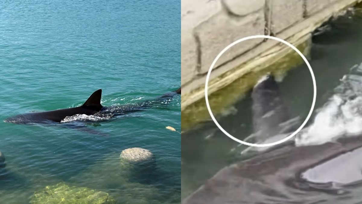 부캉이 '2주' 시한부?… 전문가 우려 나온 이유