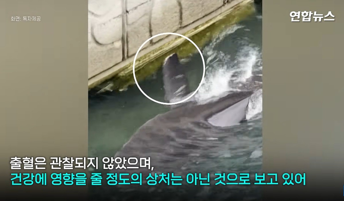 오른쪽 지느러미 쪽에 상처가 난 부캉이의 모습. / 유튜브 '연합뉴스'