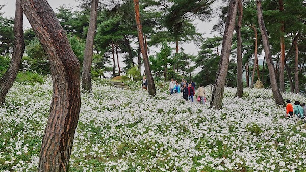꽃길에 머문 가을, 일상에 남은 쉼…제19회 정읍 구절초 꽃축제 성료