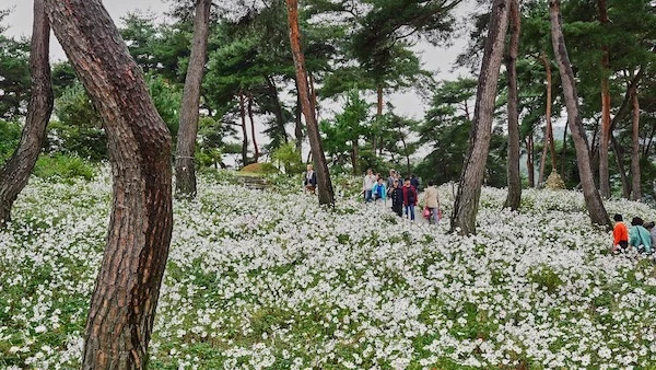 제19회 정읍 구절초 꽃축제 / 정읍시