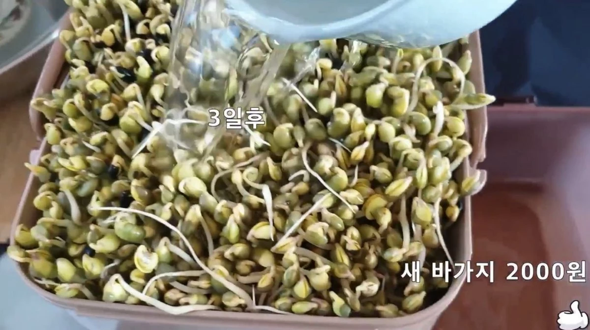 3일 뒤 자란 콩나물 모습. / 유튜브 '주부나라'