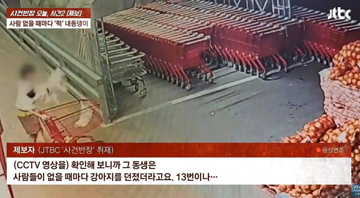 장을 보는 동안 지인에게 맡겨둔 반려견이 심각한 부상을 입었다. 반려견을 돌봐주겠다던 지인이 약 20분 동안 강아지를 여러 차례 바닥에 내던졌다는 의혹이 제기되면서 경찰이 수사에 나섰다. / 유튜브 'JTBC News'