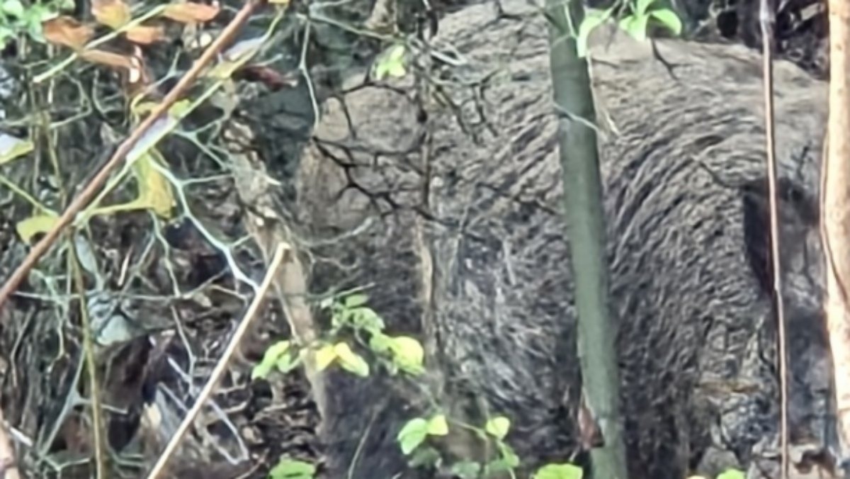 사람 자주 다니는 장소인데…대전 도심서 갑자기 발견된 120㎏ '위험 동물'