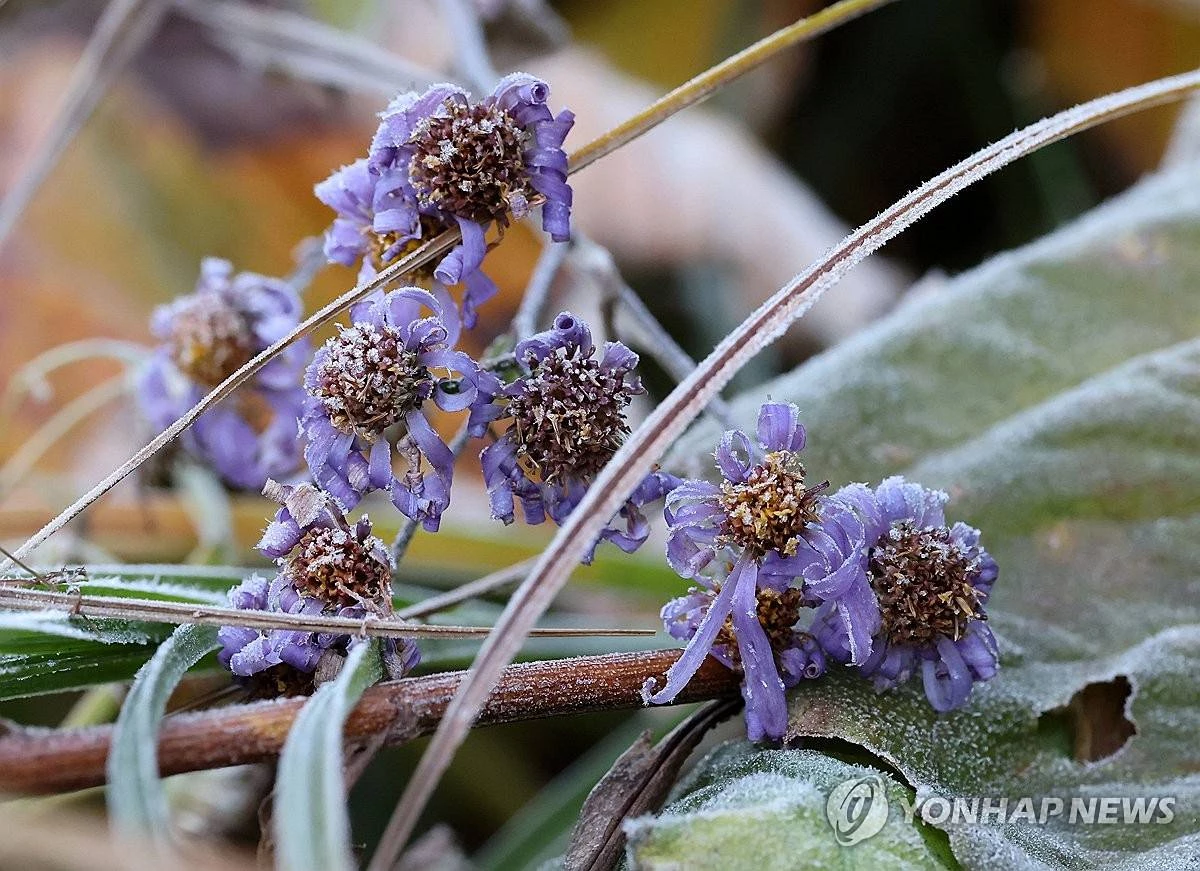 아침 최저기온이 올가을 들어 가장 낮은 영하 3.3도까지 떨어진 22일 강원 평창군 대관령 도로변의 가을꽃 개미취에 서리가 내려앉았다 / 연합뉴스