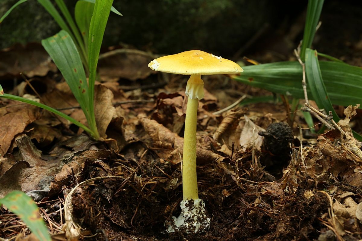 개나리광대버섯(Amanita subjunquillea). / 산림청 제공