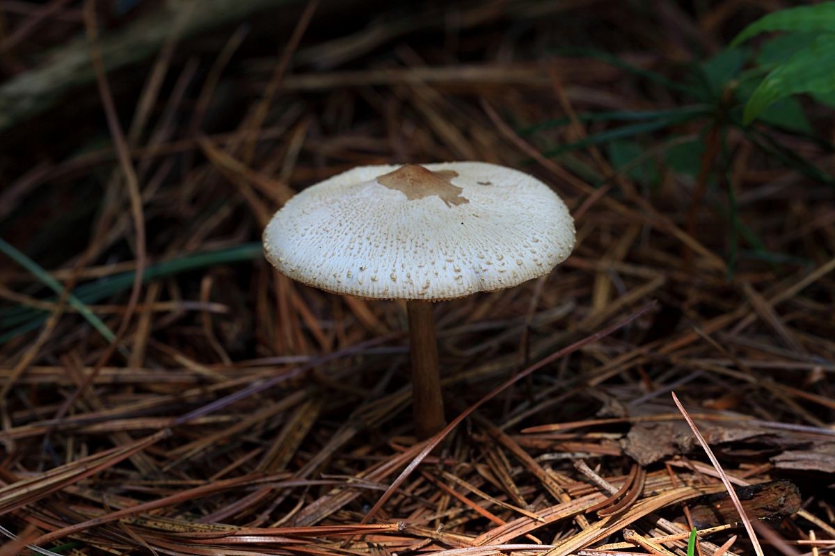 독흰갈대버섯(Chlorophyllum neomastoideum). / 산림청 제공