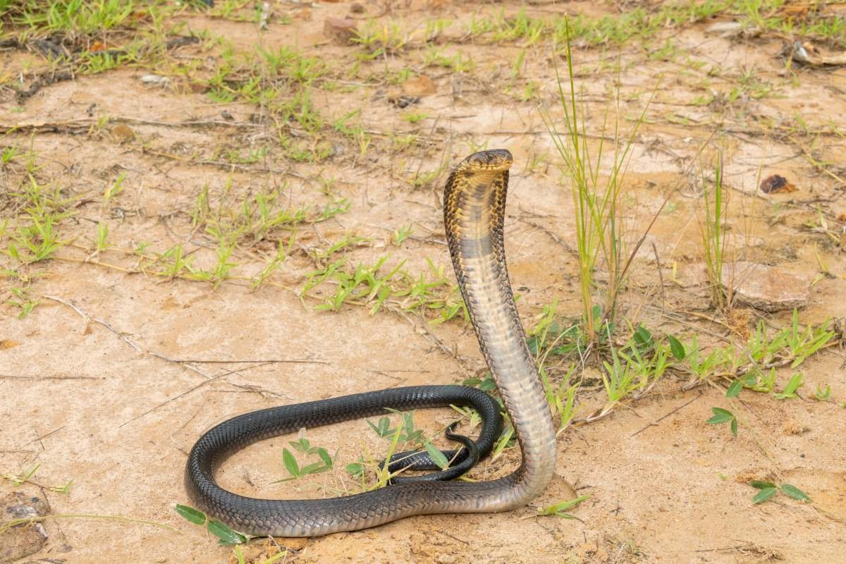 포레스트 코브라. 기사 이해를 돕기 위한 자료사진. / Craig Cordier-shutterstock.com
