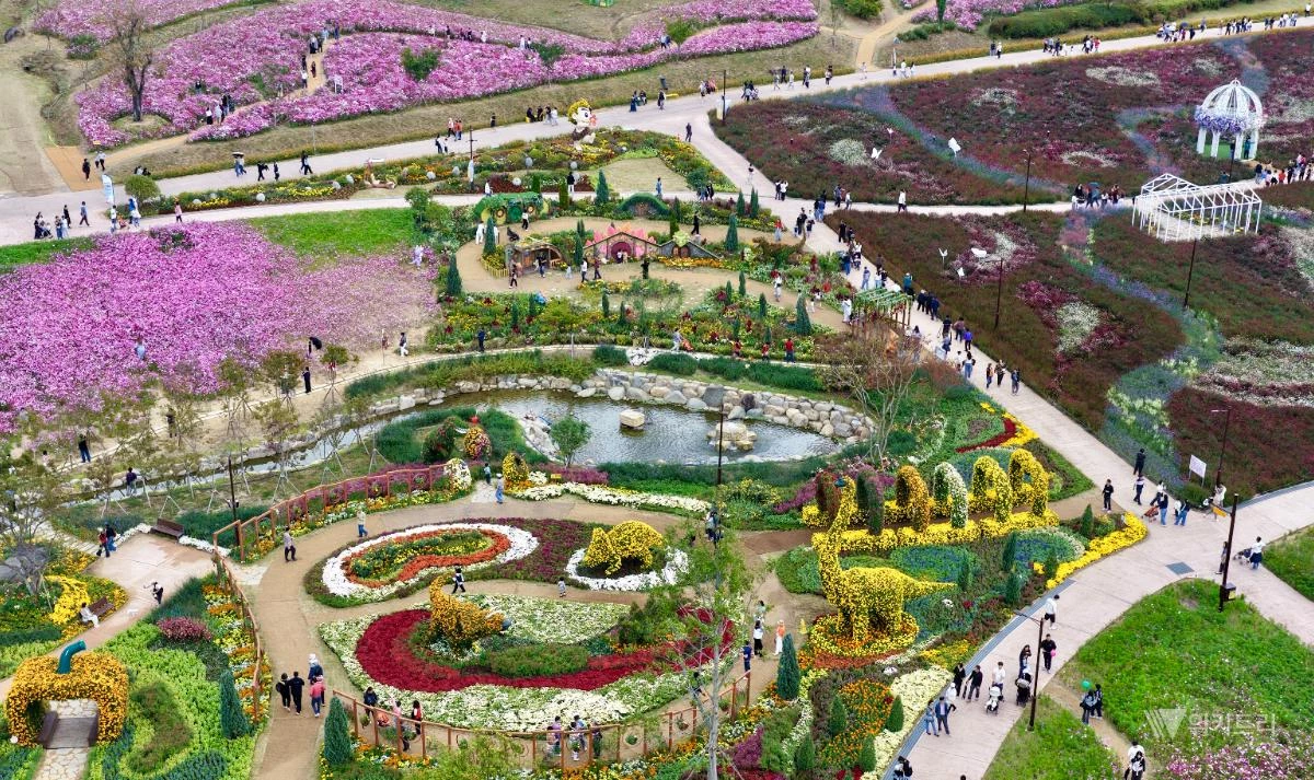 화순군은 ‘2026 세계문화유산 화순 고인돌 가을꽃 축제’가 끝난 뒤에도 유적지 일대 꽃 전시를 11월 15일까지 이어간다. / 화순군
