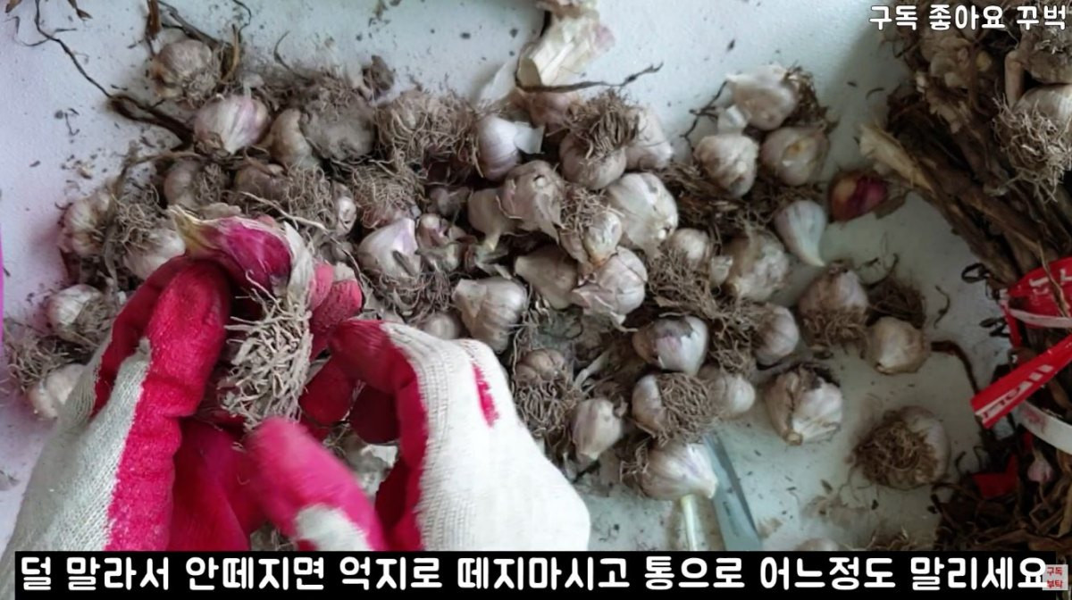 통마늘을 손질하는 모습. / 유튜브 '주부나라'