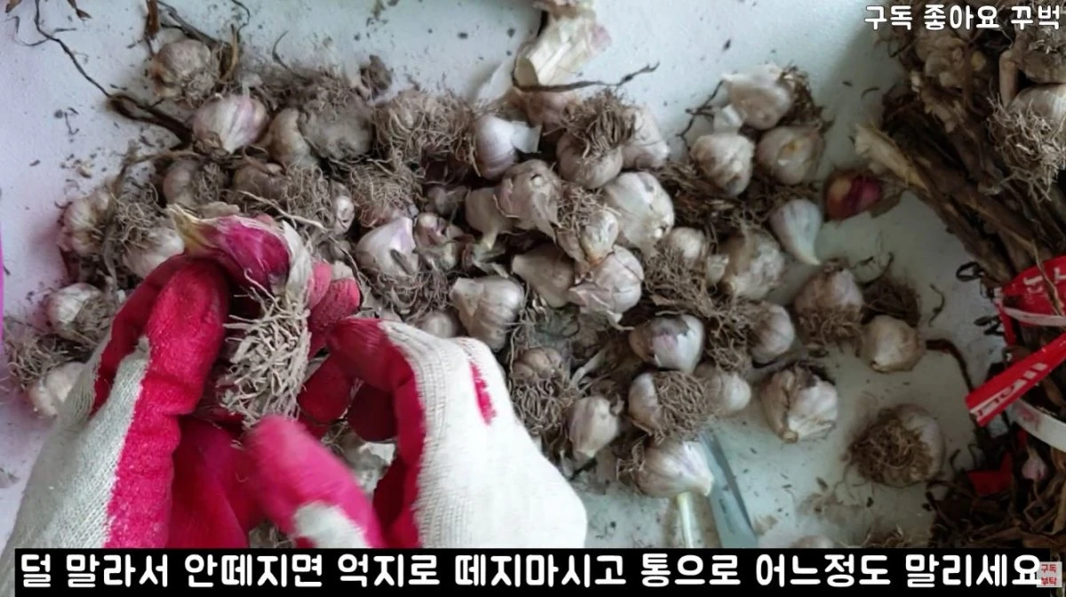 통마늘을 손질하는 모습. / 유튜브 '주부나라'