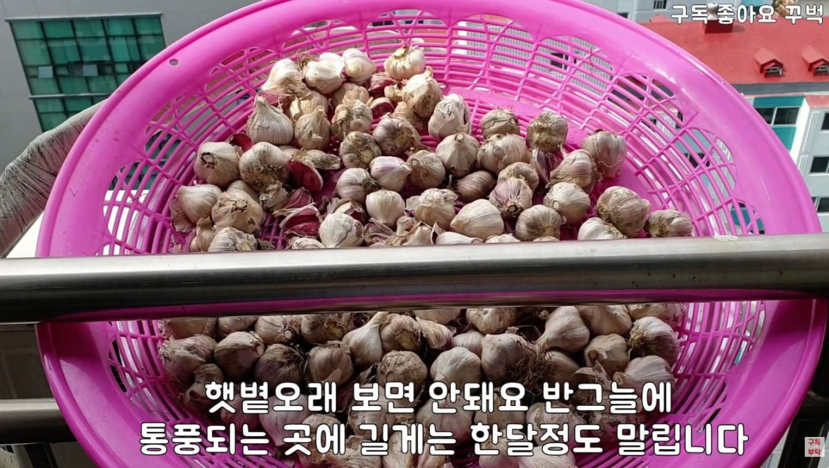 손질한 마늘을 말리는 모습. / 유튜브 '주부나라'