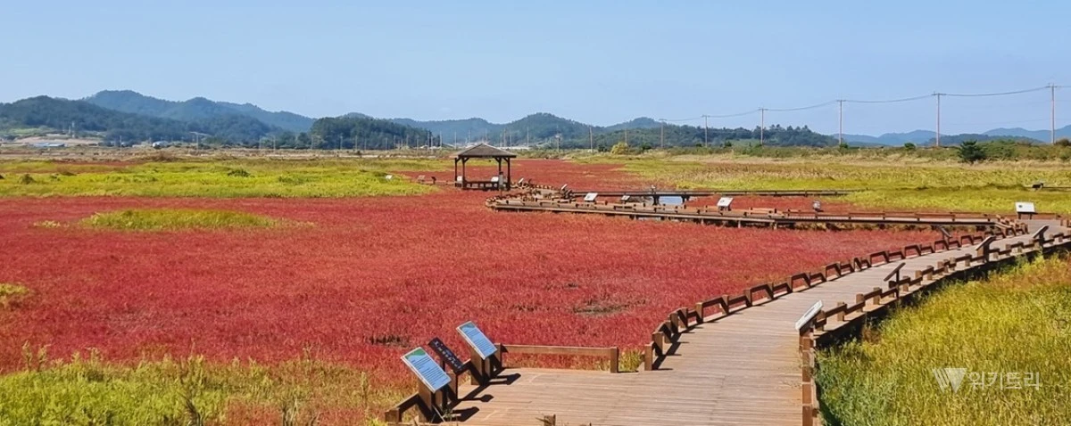 신안군은 오는 11월 4일부터 8일까지 닷새간 증도 태평염전 일대에서 ‘제3회 보물섬 함초 축제’가 성대하게 펼친다. / 신안군