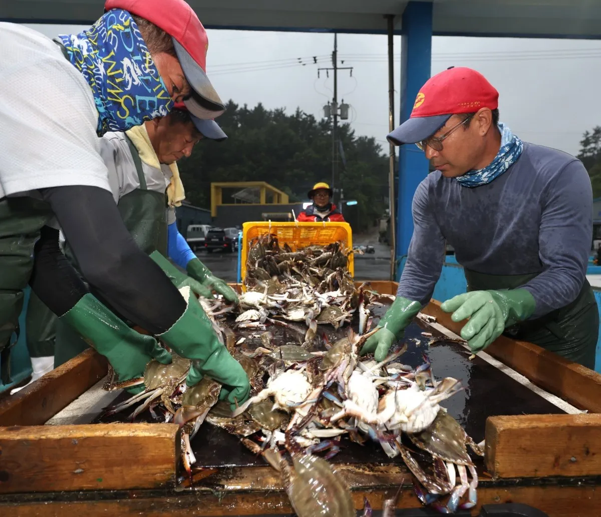 꽃게 금어기가 해제된 2024년 8월 21일 충남 태안 채석포항에서 어민들이 꽃게를 정리하고 있는 모습. / 태안군 제공-뉴스1