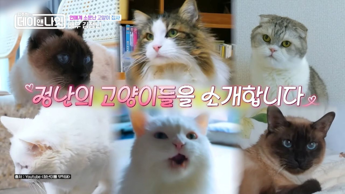김정난 고양이. / 유튜브 'MBN Entertainment'