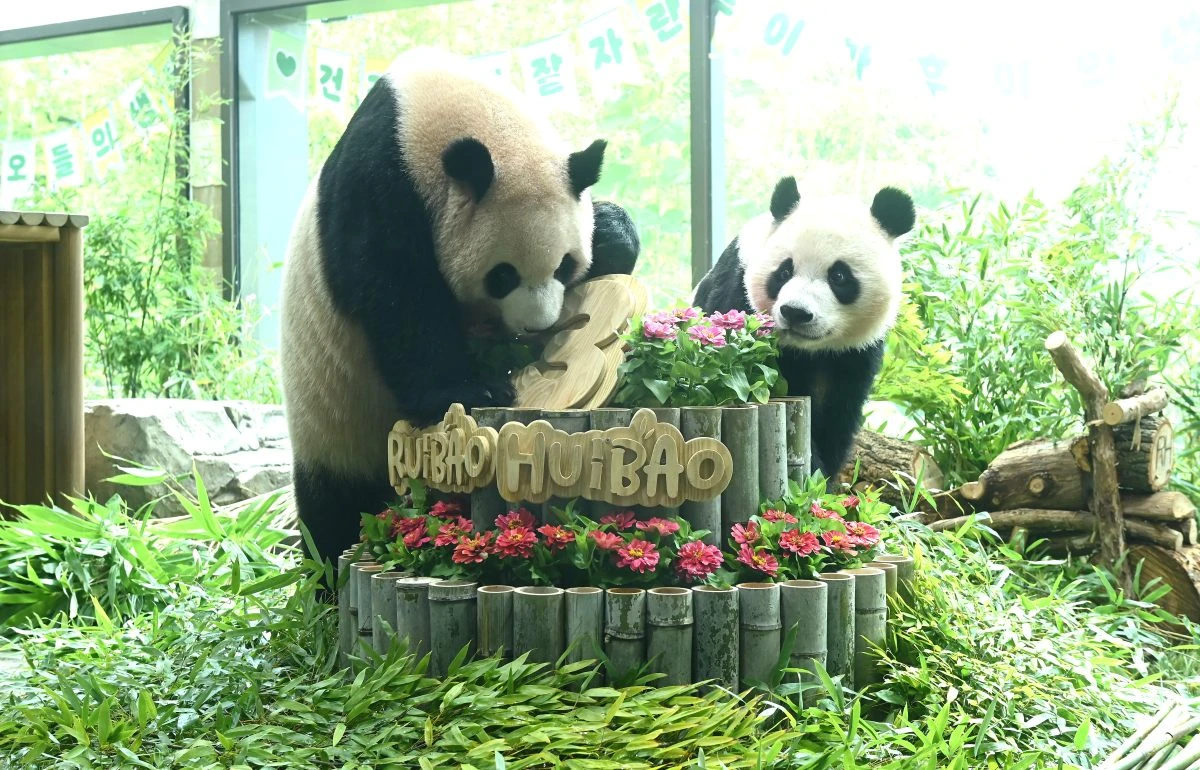 지난 7월  7일 경기도 용인시 에버랜드에서 세 살 생일을 맞은 쌍둥이 판다 루이바오와 후이바오가 사육사들이 준비한 대나무 케이크를 바라보고 있다.  / 연합뉴스