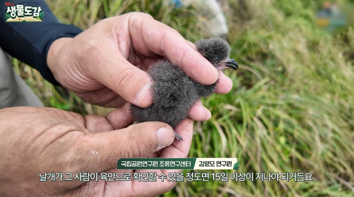 날개를 확인할 수 있을 정도로 성장해 있는 바다제비. / 유튜브 'TV생물도감'
